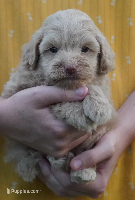 F1BB Mini Cream Aussiedoodle – Poodle - Toy , Miniature Aussiedoodle puppy for sale in Huntsville, AL