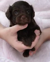 F1B Toy Chocolate Female , a female Poodle - Toy  and Miniature Aussiedoodle for sale in Huntsville, AL – 1 of 2