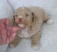 F1B Super CURLY Cream TOY female, a female Poodle - Toy  and Miniature Aussiedoodle for sale in Huntsville, AL – 1 of 2