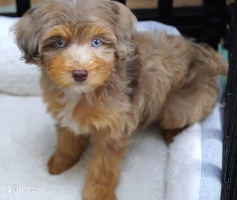 Merle with Blue EYES  – Poodle - Toy , Miniature Aussiedoodle puppy for sale in Huntsville, AL