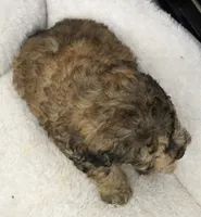 Sable , a male Poodle - Toy  for sale in Huntsville, AL – 2 of 2