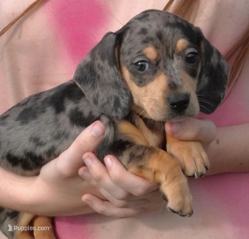 Silver Dapple Female – Miniature Dachshund puppy for sale in Huntsville, AL