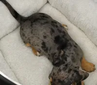 Silver Dapple Female, a female Miniature Dachshund for sale in Huntsville, AL – Photo 2 of 2