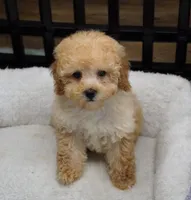 Apricot Girl , a female Poodle - Toy  for sale in Huntsville, AL – 2 of 2