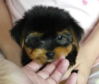 Toy Yorkie Female, a female Yorkshire Terrier for sale in Huntsville, AL – 2 of 2