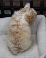 Splash, a male Poodle - Toy  for sale in Huntsville, AL – 2 of 2