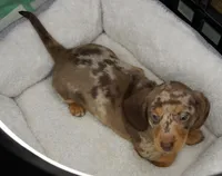 Chocolate Dapple, a male Miniature Dachshund for sale in Huntsville, AL – Photo 2 of 2