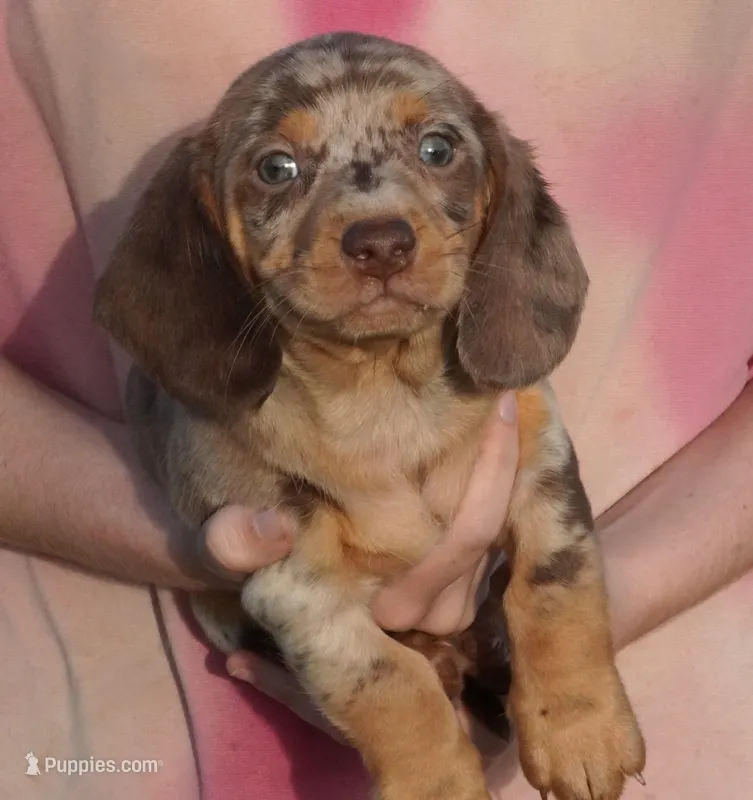Chocolate Dapple – Miniature Dachshund puppy for sale in Huntsville, AL