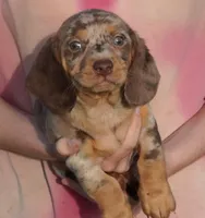 Chocolate Dapple, a male Miniature Dachshund for sale in Huntsville, AL – Photo 1 of 2
