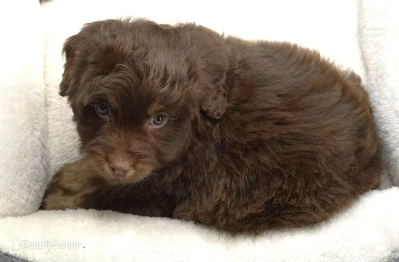 Choocolate Phantom Male