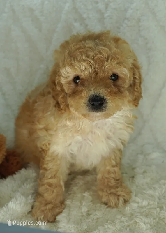 Apricot Girl , a female Poodle - Toy  for sale in Huntsville, AL – 1 of 1