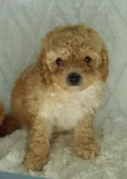 Apricot Girl , a female Poodle - Toy  for sale in Huntsville, AL – 1 of 1