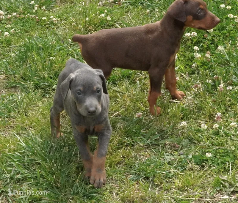 Blue Male  – Doberman Pinscher puppy for sale in Huntsville, AL