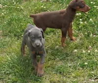 Blue Male , a male Doberman Pinscher for sale in Huntsville, AL – 1 of 1
