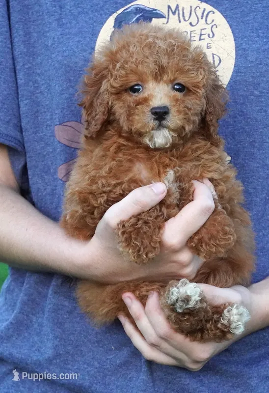 Tara – Poodle - Toy  puppy for sale in Huntsville, AL