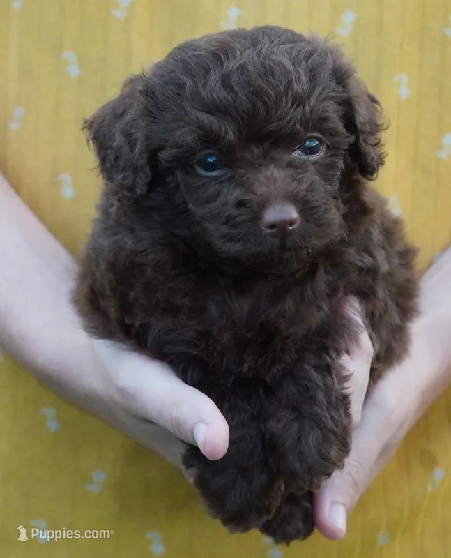 F1B Toy Chocolate Female  – Poodle - Toy , Miniature Aussiedoodle puppy for sale in Huntsville, AL