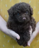 F1B Toy Chocolate Female , a female Poodle - Toy  and Miniature Aussiedoodle for sale in Huntsville, AL – 1 of 1