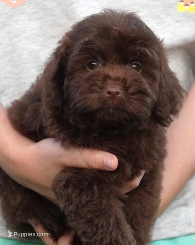 F1B Toy Chocolate Male  – Poodle - Toy , Miniature Aussiedoodle puppy for sale in Huntsville, AL