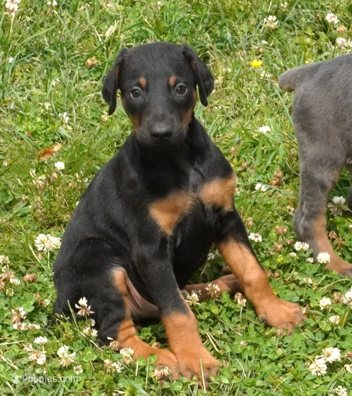 Black/Tan Male – Doberman Pinscher puppy for sale in Huntsville, AL