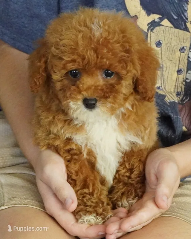 Twix  – Poodle - Toy  puppy for sale in Huntsville, AL