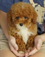 Twix , a female Poodle - Toy  for sale in Huntsville, AL – 1 of 2
