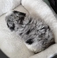 Blue Eyed Merle Parti , a female Poodle - Toy  for sale in Huntsville, AL – 2 of 3