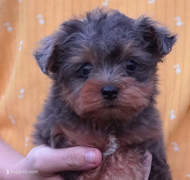 Merle Phantom Yorkie Poo  – Yorkipoo, Yorkshire Terrier puppy for sale in Huntsville, AL