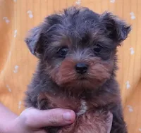 Merle Phantom Yorkie Poo , a male Yorkipoo and Yorkshire Terrier for sale in Huntsville, AL – 1 of 2
