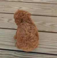 Red female with white on chest, a female Poodle - Toy  for sale in Huntsville, AL – 2 of 3