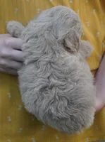 F1BB Mini Cream Aussiedoodle, a female Poodle - Toy  and Miniature Aussiedoodle for sale in Huntsville, AL – 2 of 2