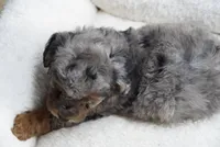 Pending, a female Poodle - Toy  for sale in Huntsville, AL – 2 of 2