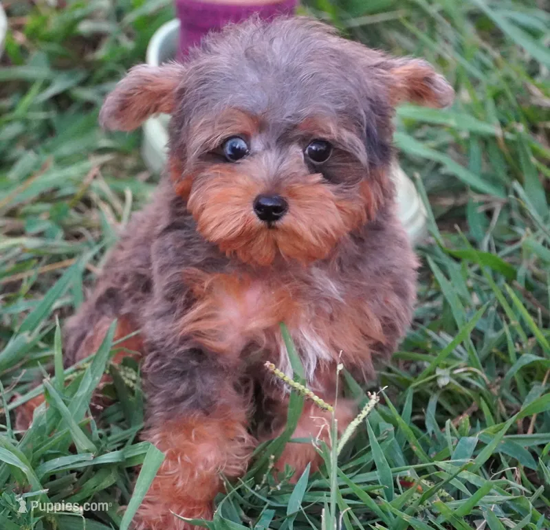 Merle Phantom Yorkie Poo  – Yorkipoo, Poodle - Toy  puppy for sale in Huntsville, AL