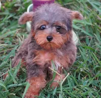 Merle Phantom Yorkie Poo , a male Yorkipoo and Poodle - Toy  for sale in Huntsville, AL – 1 of 5