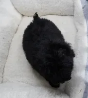 Tiny Toy Female, a female Poodle - Toy  for sale in Huntsville, AL – 2 of 3