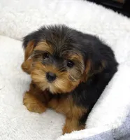Toy Yorkie Male, a male Yorkshire Terrier for sale in Huntsville, AL – 2 of 2