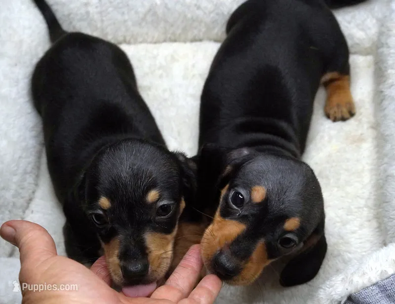 Timmy Black/tan Male – Dachshund, Miniature Dachshund puppy for sale in Huntsville, AL