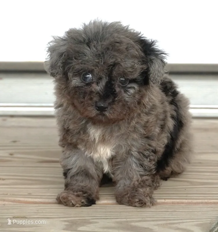 Tiny Toy Blue Merle  – Poodle - Toy  puppy for sale in Huntsville, AL