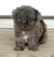 Tiny Toy Blue Merle , a female Poodle - Toy  for sale in Huntsville, AL – 1 of 2