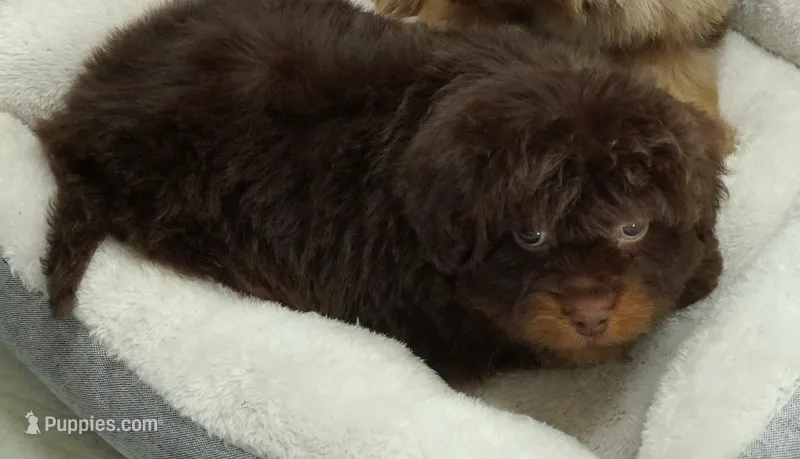 Chocolate Phantom Female 