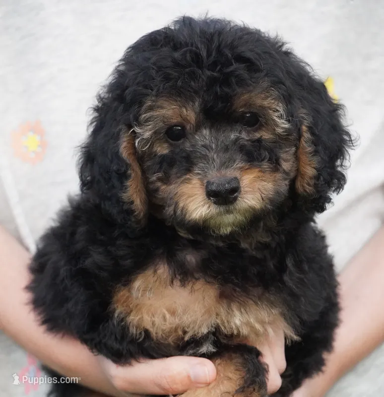 Phantom Male  – Poodle - Toy  puppy for sale in Huntsville, AL