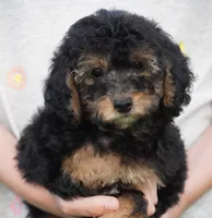 Phantom Male , a male Poodle - Toy  for sale in Huntsville, AL – 1 of 1