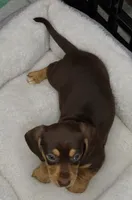 Chocolate/Tan Male, a male Miniature Dachshund for sale in Huntsville, AL – Photo 2 of 2