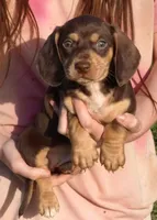 Chocolate/Tan Male, a male Miniature Dachshund for sale in Huntsville, AL – Photo 1 of 2