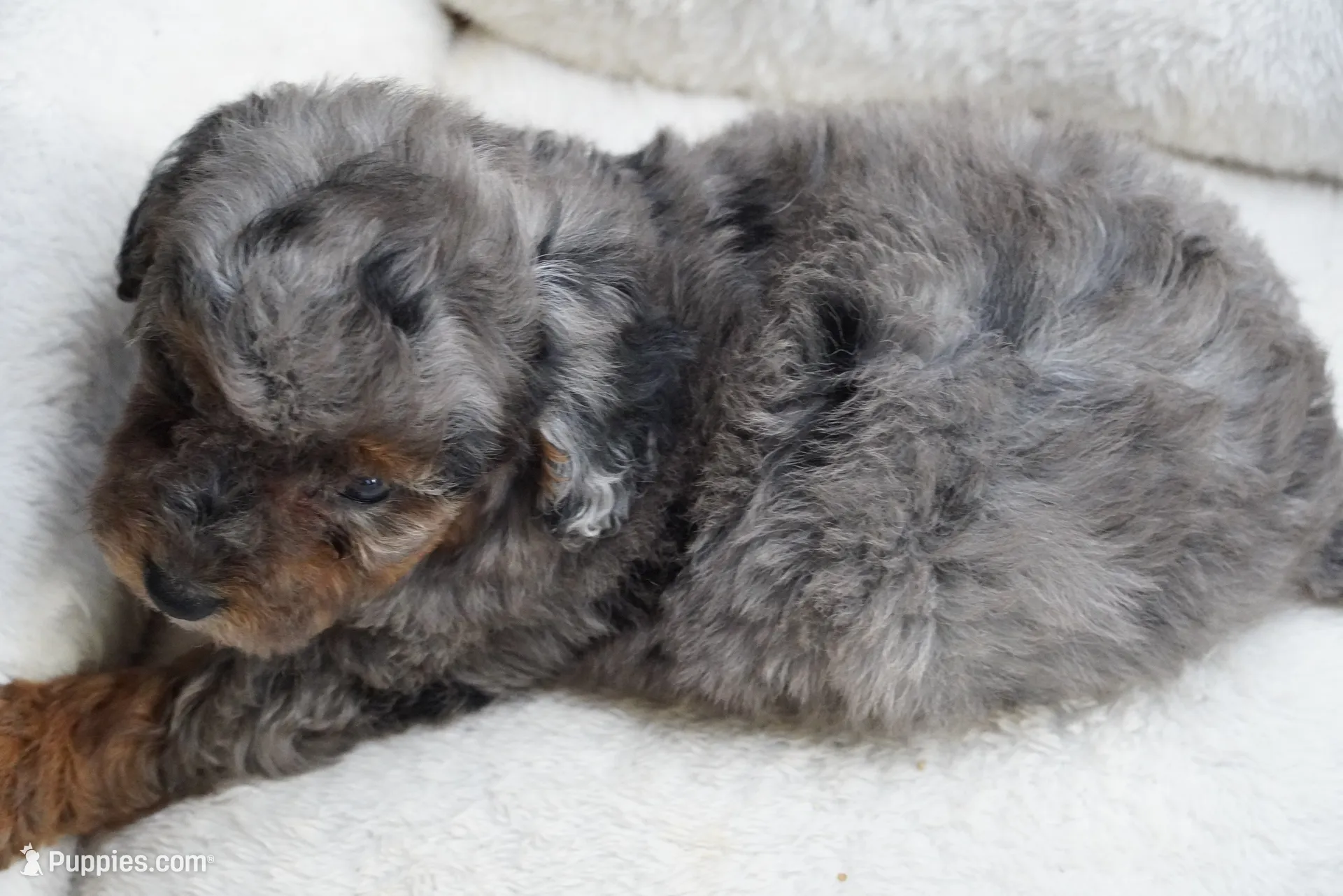 Blue Merle Phantom , a female Poodle - Toy  for sale in Huntsville, AL – 2 of 2