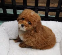 Twix , a female Poodle - Toy  for sale in Huntsville, AL – 2 of 2