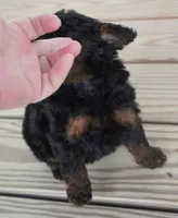 Male Phantom, a male Poodle - Toy  for sale in Huntsville, AL – 2 of 2