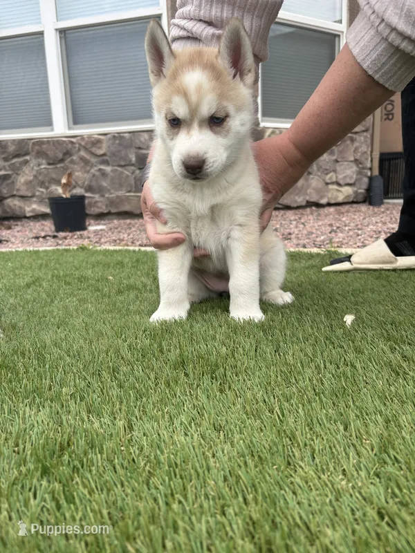 Lila – Siberian Husky puppy for sale in Florence, CO