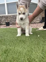 Lila, a female Siberian Husky for sale in Florence, CO – 1 of 3