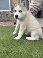 Panda , a male Siberian Husky for sale in Florence, CO – 3 of 3