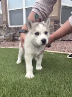 Panda , a male Siberian Husky for sale in Florence, CO – 2 of 3